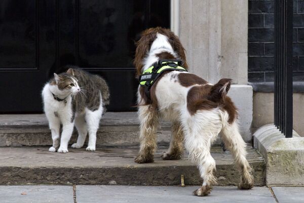 拉里貓和警犬貝利在倫敦唐寧街10號首相官邸入口處附近。 - 俄羅斯衛星通訊社