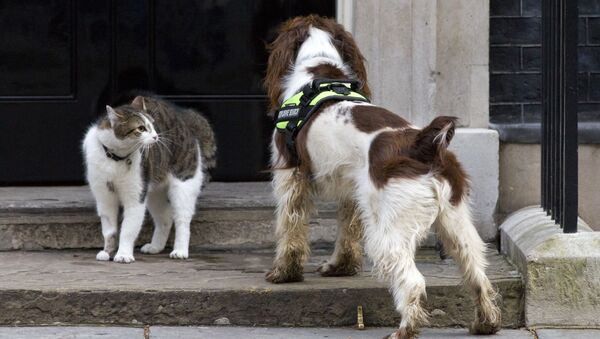 Кот Ларри и полицейская собака Бейли у входа в резиденцию британских премьеров на Даунинг-стрит, 10 в Лондоне, Великобритания - 俄羅斯衛星通訊社