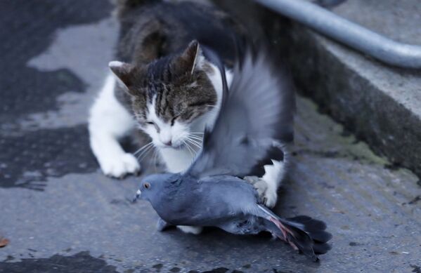 拉里猫在伦敦唐宁街10号首相官邸附近抓住一只鸽子。 - 俄罗斯卫星通讯社