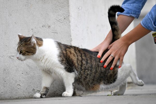 女记者在伦敦唐宁街10号首相官邸附近抚摸拉里猫。 - 俄罗斯卫星通讯社
