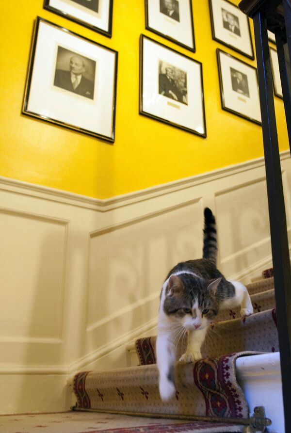 英国伦敦唐宁街10号首相官邸里的拉里猫。 - 俄罗斯卫星通讯社