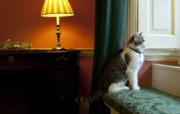 英國倫敦唐寧街10號首相官邸里的拉里貓。 - 俄羅斯衛星通訊社