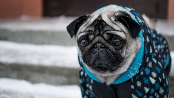 身穿冬季服裝的小哈巴狗。 - 俄羅斯衛星通訊社