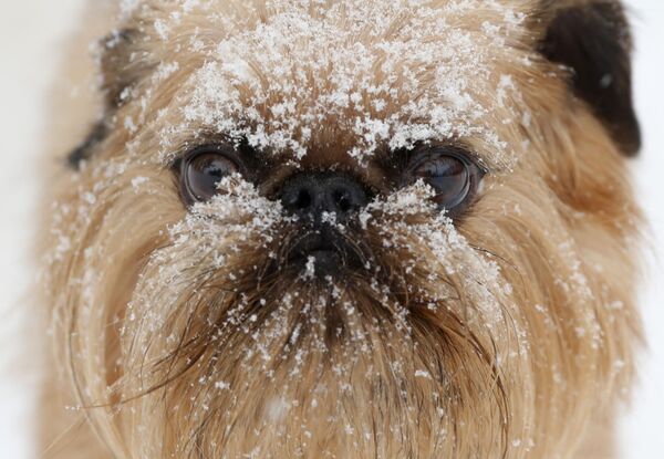 美國紐約州，奧爾巴尼哈德遜狗狗護理中心裡滿臉是雪的小狗。 - 俄羅斯衛星通訊社