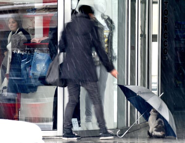 馬其頓首都斯科普里一家商店前，一隻貓藏在雨傘下。 - 俄羅斯衛星通訊社