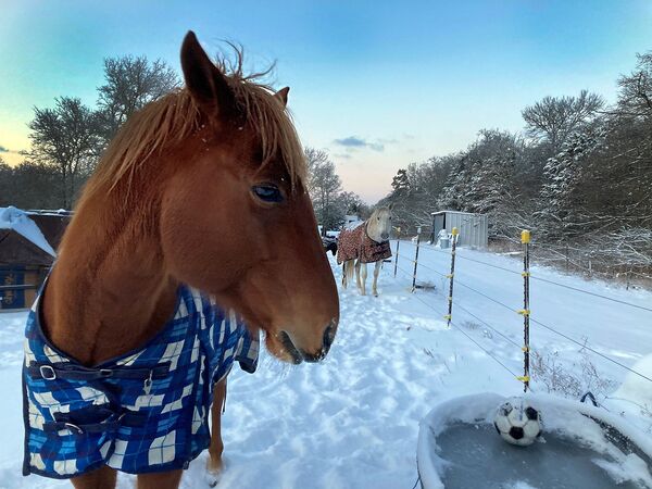 美國得州，披著披衣的馬在飲水器旁喝冰水。 - 俄羅斯衛星通訊社