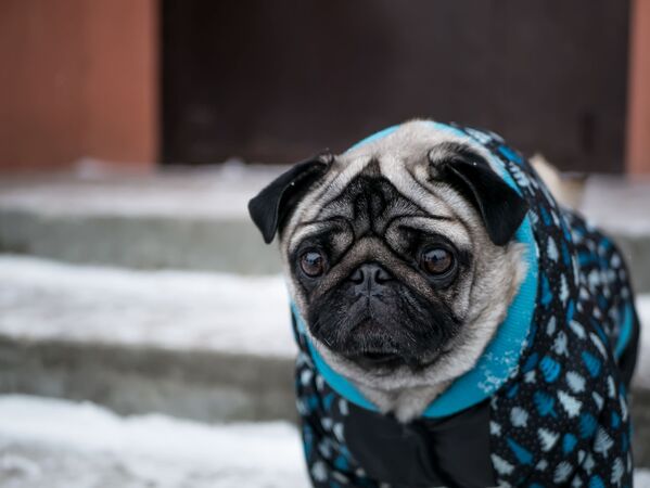 身穿冬季服装的小哈巴狗。 - 俄罗斯卫星通讯社