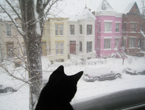 華盛頓，一隻貓坐在窗邊看著外面被積雪覆蓋的街道。 - 俄羅斯衛星通訊社