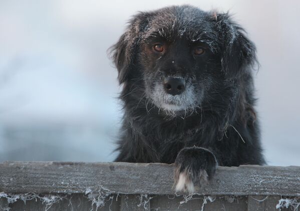 鄂木斯克州塔拉市，嚴寒天氣下院子里的一隻狗狗。 - 俄羅斯衛星通訊社