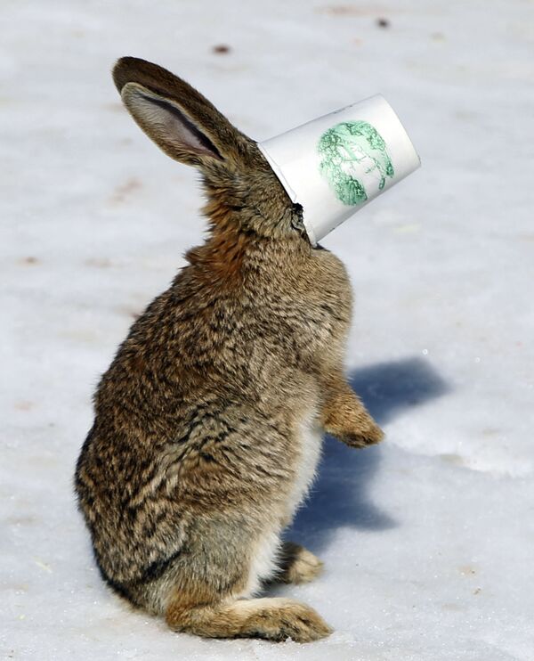 雪地里，一只兔子将脸扎进纸杯里。 - 俄罗斯卫星通讯社
