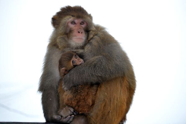 猴媽媽抱著自己的孩子取暖。 - 俄羅斯衛星通訊社