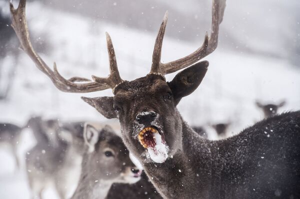 科索沃，冬天里的鹿。 - 俄罗斯卫星通讯社