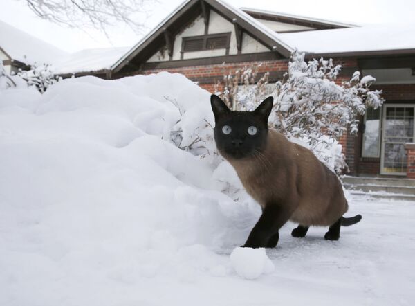 美國丹佛，一隻貓在暴風雪過後的院子里散步。 - 俄羅斯衛星通訊社