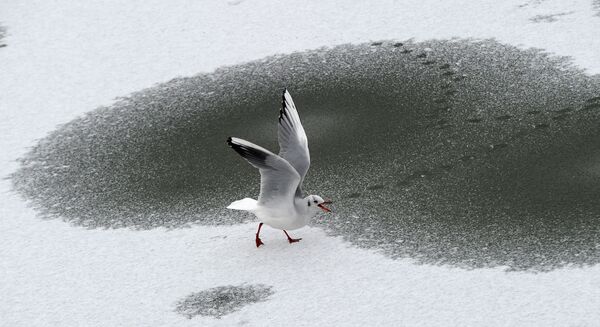 柏林，海鸥在冰冻的湖面上溜达。 - 俄罗斯卫星通讯社