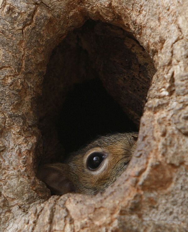華盛頓，白宮對面拉斐特公園一個樹洞里的松鼠。 - 俄羅斯衛星通訊社