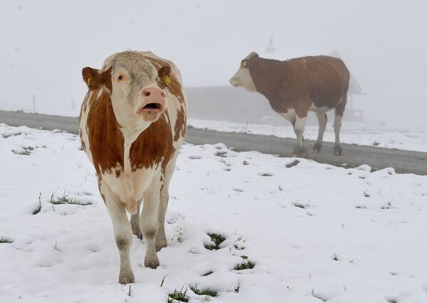 奧地利薩爾茨堡州山地牧場里的牛。 - 俄羅斯衛星通訊社