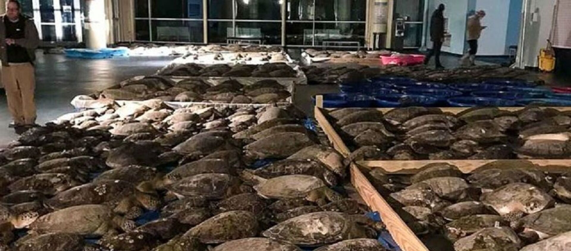 Жители Техаса пытаются спасти тысячи замерзающих морских черепах - 俄罗斯卫星通讯社, 1920, 19.02.2021