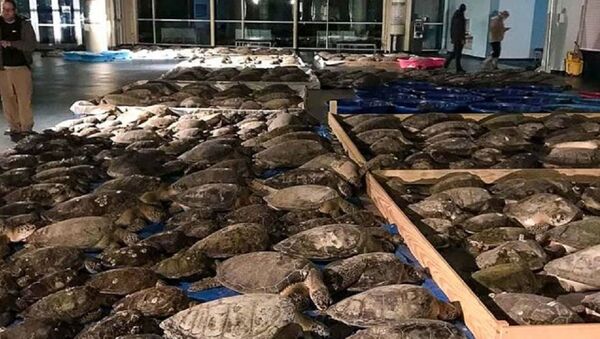 Жители Техаса пытаются спасти тысячи замерзающих морских черепах - 俄羅斯衛星通訊社