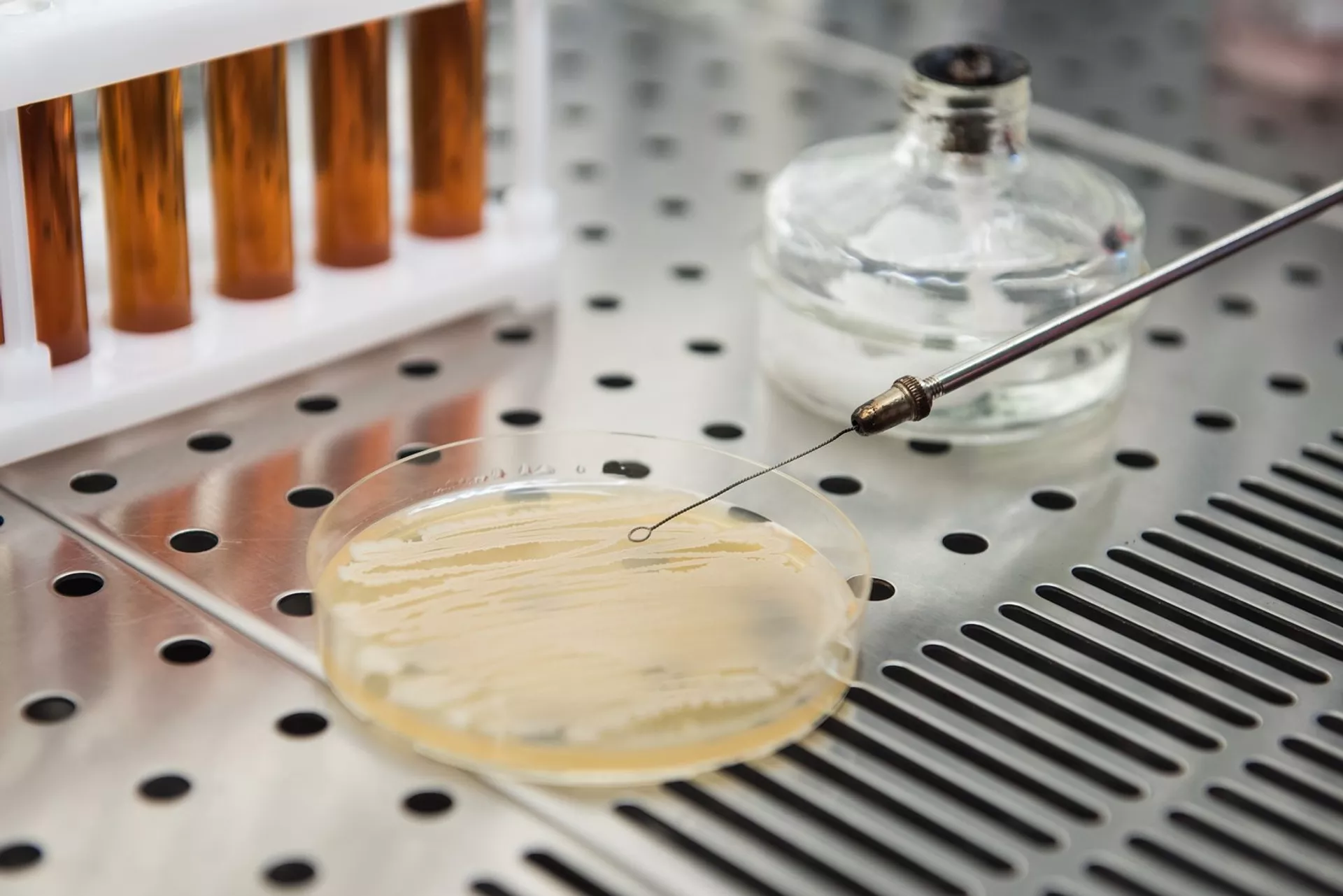 俄科學家:有益菌有助於戰勝腸道感染 俄科學家:有益菌有助於戰勝腸道感染 - 俄羅斯衛星通訊社, 1920, 19.02.2021