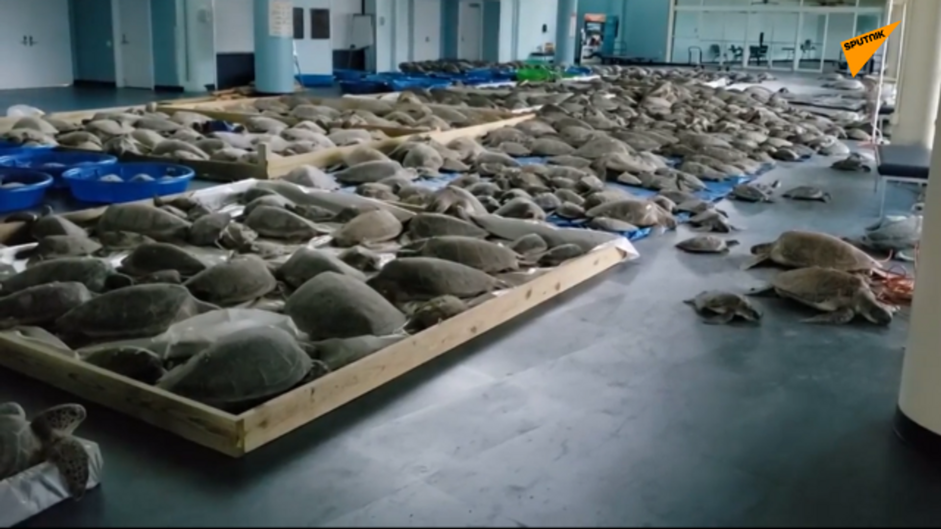 美国得州4000多只海龟从严寒中获救 - 俄罗斯卫星通讯社, 1920, 19.02.2021