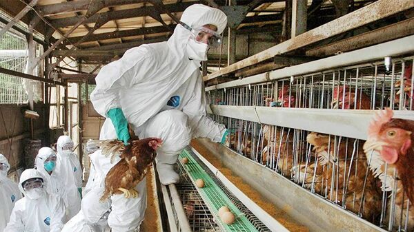 禽流感爆发席卷美国20多个州 - 俄罗斯卫星通讯社