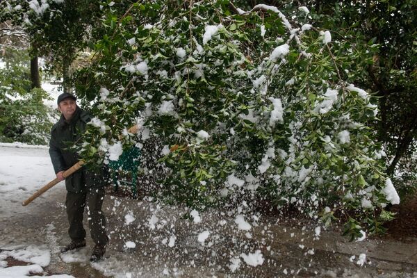 索契市“堅德拉里伊”公園組織職工清掃植被積雪。 - 俄羅斯衛星通訊社