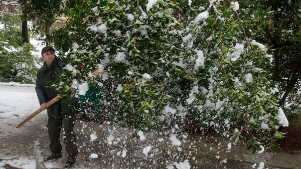 俄罗斯索契市夜间降雪压倒30多棵树木 - 俄罗斯卫星通讯社
