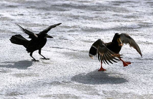 辛菲罗波尔市加加林公园水塘边的飞鸟。 - 俄罗斯卫星通讯社