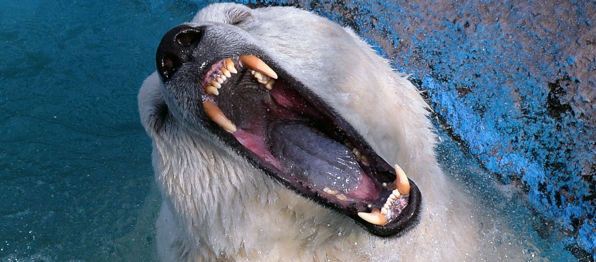 克拉斯諾亞爾斯克市“羅耶夫小溪”動植物公園中的北極熊。
 - 俄羅斯衛星通訊社, 1920, 27.02.2021
