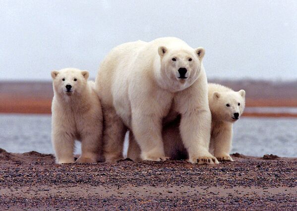美国阿拉斯加国家北极野生自然保护区中的北极熊家族。
 - 俄罗斯卫星通讯社