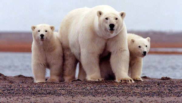 Белая медведица с детенышами в Арктическом национальном заповеднике дикой природы на Аляске - 俄罗斯卫星通讯社