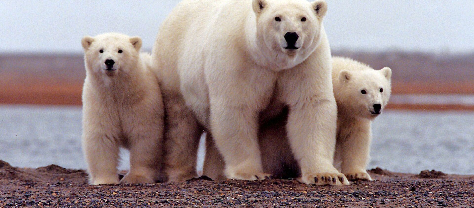 Белая медведица с детенышами в Арктическом национальном заповеднике дикой природы на Аляске - 俄羅斯衛星通訊社, 1920, 02.06.2021