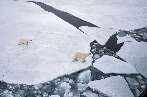 巴伦支海法兰士约瑟夫地群岛上的北极熊家族。
 - 俄罗斯卫星通讯社