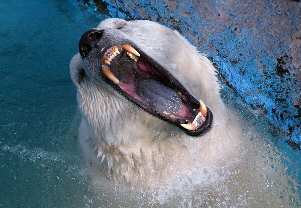 克拉斯诺亚尔斯克市“罗耶夫小溪”动植物公园中的北极熊。
 - 俄罗斯卫星通讯社