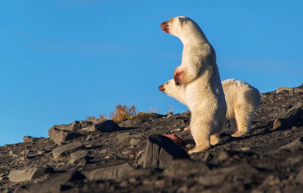 科熱弗尼科夫海峽中的一隻北極熊。
 - 俄羅斯衛星通訊社