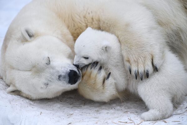 新西伯利亚动物园的北极熊家族。
 - 俄罗斯卫星通讯社