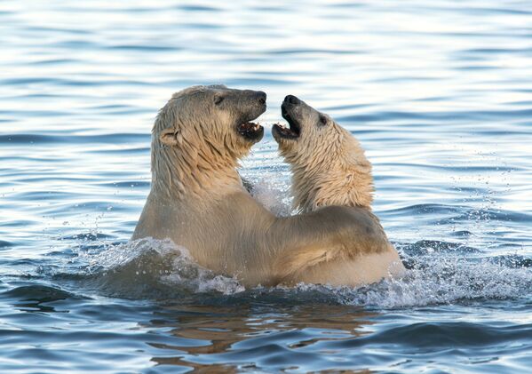 一隻在楚科奇海中玩耍的北極熊。
 - 俄羅斯衛星通訊社