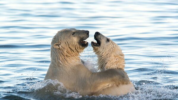 Белые медведи играют в Чукотском море - 俄罗斯卫星通讯社