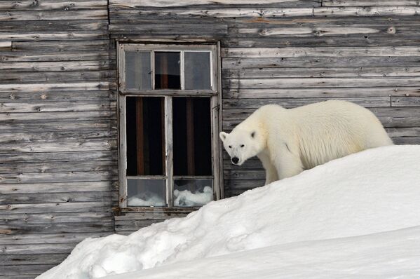 一隻野生北極熊在法蘭士約瑟夫地群島胡克島極地科考站“寂靜”港玩耍。
 - 俄羅斯衛星通訊社