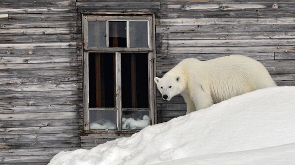 俄科学家指出人类与北极熊冲突的次数增加 - 俄罗斯卫星通讯社