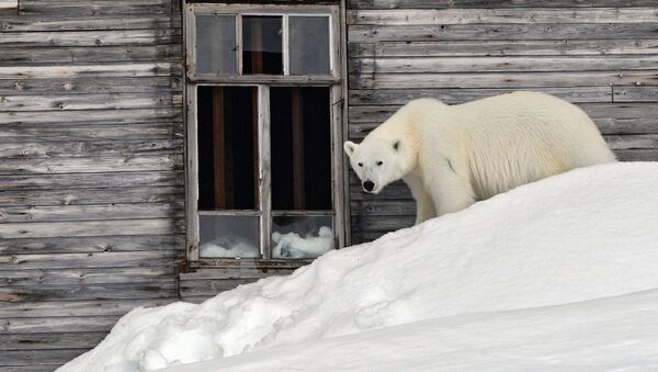 世界自然基金會俄分會會長：北極熊入侵新地島系氣候變化所致 - 俄羅斯衛星通訊社