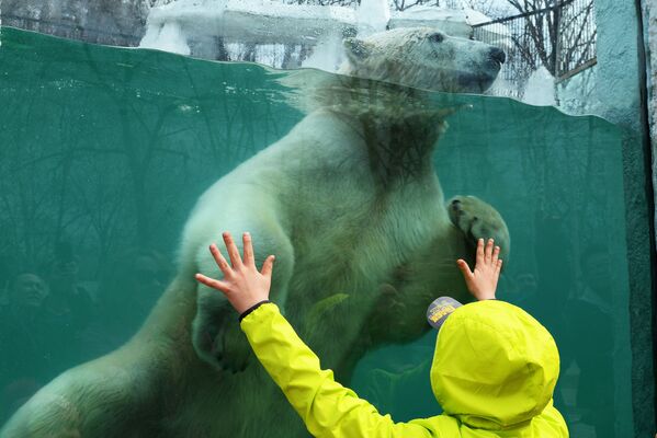 哈巴罗夫斯克市“瑟索耶夫”动物园中的一只北极熊。
 - 俄罗斯卫星通讯社
