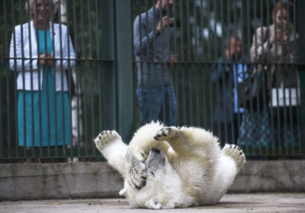 莫斯科市動物園的北極熊聰明阿婭娜。
 - 俄羅斯衛星通訊社