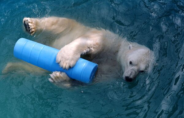 北极熊菲利克斯今年14岁，科学家于2006年在弗兰格尔岛科考站发现。由于母北极熊已死，后转送至克拉斯诺亚尔市“罗耶夫小溪”动植物公园。
 - 俄罗斯卫星通讯社