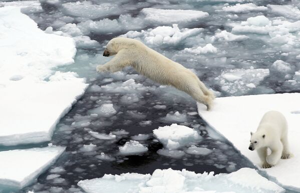 一只站在北冰洋浮冰上的北极熊。
 - 俄罗斯卫星通讯社