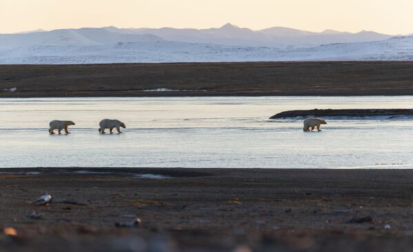 一只北极熊在楚科奇雷尔卡伊皮伊镇中游走。
 - 俄罗斯卫星通讯社