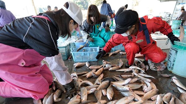Улов рыбы в Японии близ Фукусимы - 俄羅斯衛星通訊社