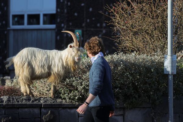 威尔士兰迪德诺市居民悠闲的从山羊群一旁路过。
 - 俄罗斯卫星通讯社