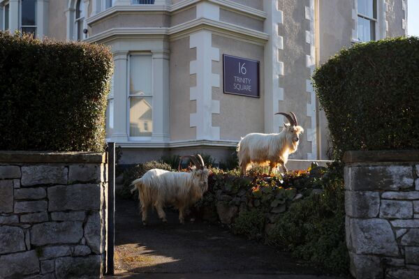 野生克什米爾山羊在威爾士蘭迪德諾市街道上游走。
 - 俄羅斯衛星通訊社