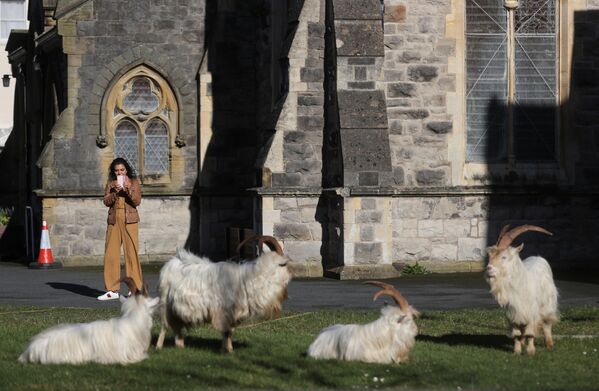 威尔士兰迪德诺市居民给野山羊拍照。
 - 俄罗斯卫星通讯社